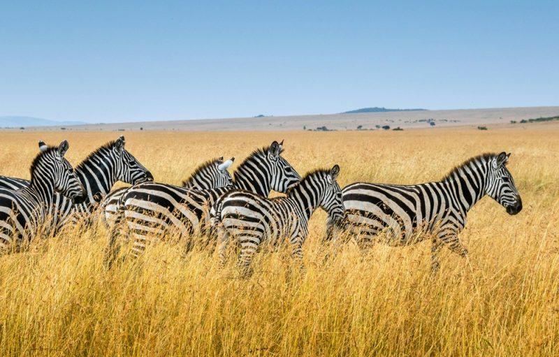 Fly to Nairobi with Ethiopian Airlines from Vienna & Milan starting at €441 round trip