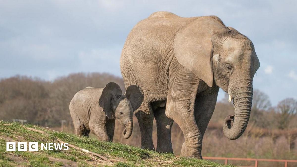 Howletts Wild Animal Park in Canterbury Celebrates Elephant Family on Awareness Day